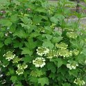 Viburnum opulus